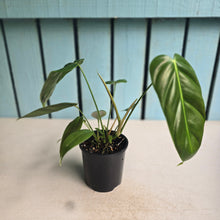 Load image into Gallery viewer, #R113 Philodendron Esmeraldense