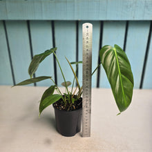 Load image into Gallery viewer, #R113 Philodendron Esmeraldense