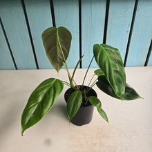 Load image into Gallery viewer, #R113 Philodendron Esmeraldense