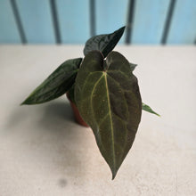 Load image into Gallery viewer, #R12 Two x Dark Anthurium NOID