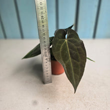 Load image into Gallery viewer, #R12 Two x Dark Anthurium NOID