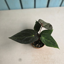 Load image into Gallery viewer, #R12 Two x Dark Anthurium NOID