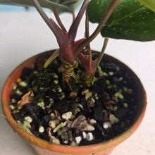 Load image into Gallery viewer, #R12 Two x Dark Anthurium NOID
