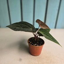 Load image into Gallery viewer, #R12 Two x Dark Anthurium NOID