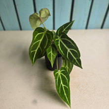Load image into Gallery viewer, #RD15 Three x Long Anthurium Crystallinum x