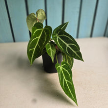 Load image into Gallery viewer, #RD15 Three x Long Anthurium Crystallinum x