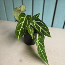 Load image into Gallery viewer, #RD15 Three x Long Anthurium Crystallinum x