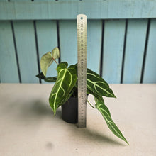 Load image into Gallery viewer, #RD15 Three x Long Anthurium Crystallinum x