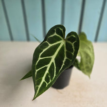 Load image into Gallery viewer, #RD15 Three x Long Anthurium Crystallinum x