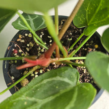 Load image into Gallery viewer, #RD15 Three x Long Anthurium Crystallinum x