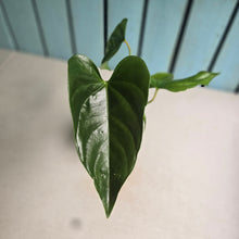 Load image into Gallery viewer, #RA16 Anthurium Recavum