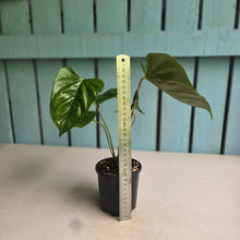 Load image into Gallery viewer, #RA16 Anthurium Recavum
