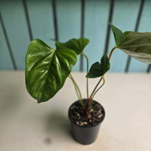 Load image into Gallery viewer, #RA16 Anthurium Recavum