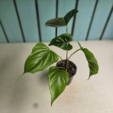 Load image into Gallery viewer, #RA16 Anthurium Recavum