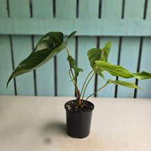 Load image into Gallery viewer, #RA16 Anthurium Recavum