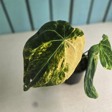 Load image into Gallery viewer, #D76 Variegated Anthurium Forgetii x
