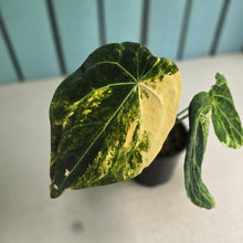Load image into Gallery viewer, #D76 Variegated Anthurium Forgetii x