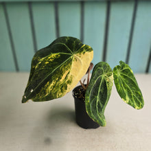 Load image into Gallery viewer, #D76 Variegated Anthurium Forgetii x
