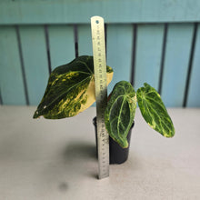 Load image into Gallery viewer, #D76 Variegated Anthurium Forgetii x
