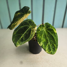 Load image into Gallery viewer, #D76 Variegated Anthurium Forgetii x