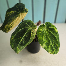 Load image into Gallery viewer, #D76 Variegated Anthurium Forgetii x
