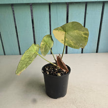 Load image into Gallery viewer, #D76 Variegated Anthurium Forgetii x