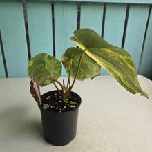 Load image into Gallery viewer, #D76 Variegated Anthurium Forgetii x