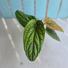 Load image into Gallery viewer, #H74 Anthurium Luxurians x Radicans