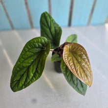 Load image into Gallery viewer, #H74 Anthurium Luxurians x Radicans