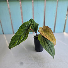 Load image into Gallery viewer, #H74 Anthurium Luxurians x Radicans