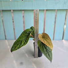 Load image into Gallery viewer, #H74 Anthurium Luxurians x Radicans