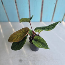 Load image into Gallery viewer, #H74 Anthurium Luxurians x Radicans
