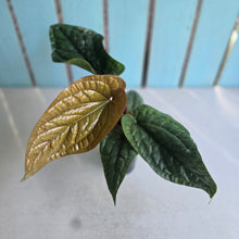 Load image into Gallery viewer, #H24 Anthurium Luxurians x Radicans