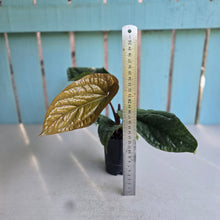 Load image into Gallery viewer, #H24 Anthurium Luxurians x Radicans