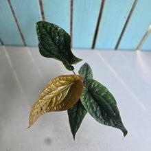 Load image into Gallery viewer, #H24 Anthurium Luxurians x Radicans