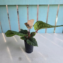 Load image into Gallery viewer, #H24 Anthurium Luxurians x Radicans