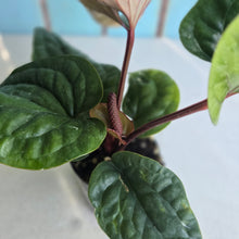 Load image into Gallery viewer, #H24 Anthurium Luxurians x Radicans