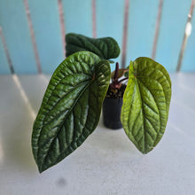 Load image into Gallery viewer, #H348 Anthurium Luxurians x Radicans