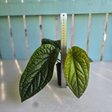 Load image into Gallery viewer, #H348 Anthurium Luxurians x Radicans