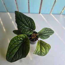 Load image into Gallery viewer, #H348 Anthurium Luxurians x Radicans