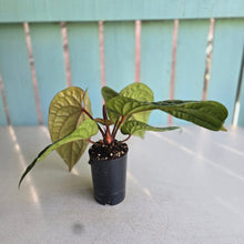 Load image into Gallery viewer, #H348 Anthurium Luxurians x Radicans