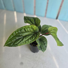 Load image into Gallery viewer, #H10 Anthurium Luxurians x Radicans