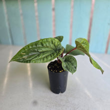 Load image into Gallery viewer, #H10 Anthurium Luxurians x Radicans