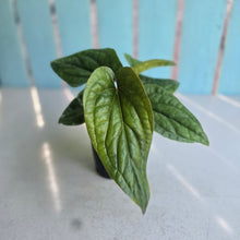 Load image into Gallery viewer, #H10 Anthurium Luxurians x Radicans