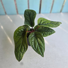 Load image into Gallery viewer, #H10 Anthurium Luxurians x Radicans