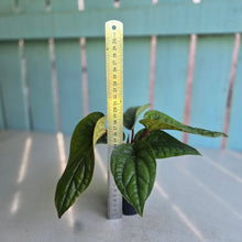 Load image into Gallery viewer, #H10 Anthurium Luxurians x Radicans