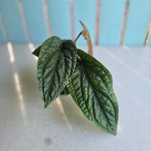 Load image into Gallery viewer, #59 Anthurium Luxurians x Radicans