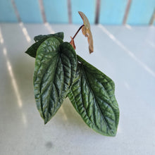 Load image into Gallery viewer, #59 Anthurium Luxurians x Radicans