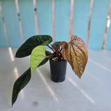 Load image into Gallery viewer, #59 Anthurium Luxurians x Radicans