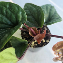 Load image into Gallery viewer, #59 Anthurium Luxurians x Radicans